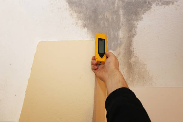Security Widefield, CO Mold Removal Company