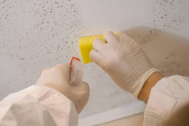Best Mold Documentation for Insurance Claims  in Security Widefield, CO
