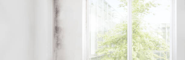 Best Basement Mold Removal  in Security Widefield, CO